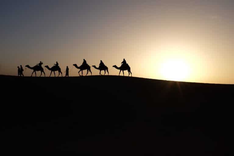 Expédition Oman : 5 chameaux pendant une randonnée dans le désert