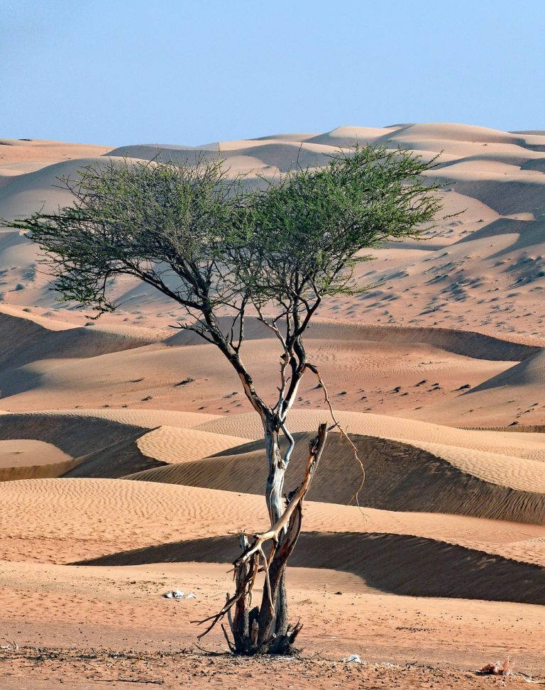 Expédition Oman : Vue et randonnée dans un désert de couleur beige avec un magnifique ciel ensoleillé et bleu.