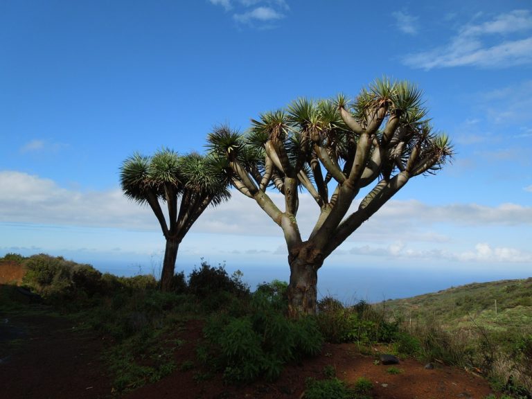 Voyage Canaries arbres typiques Akaoka