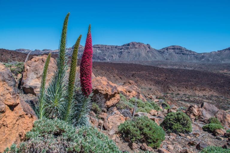 Voyages îles Canaries fleurs Akaoka