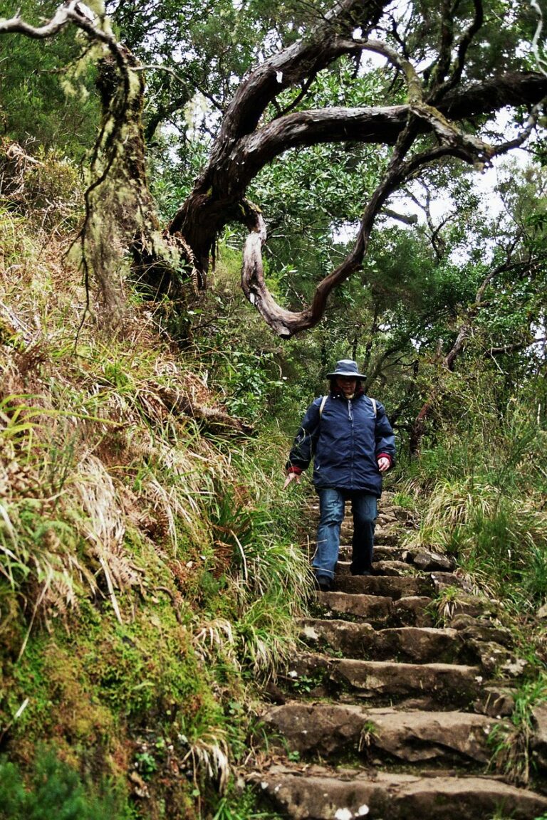 Randonnée à Madère : sentier en forêt Akaoka