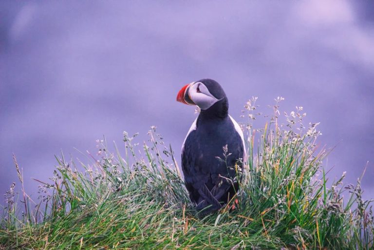 Visite de l'Islande. l'Oiseau, macareux posé sur son rocher