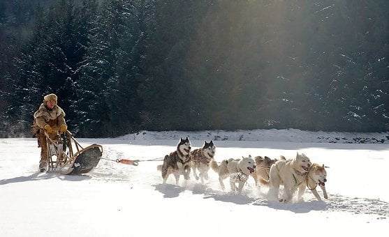 Séjour chiens de traineau, Raid chien de traîneau en laponie suédoise