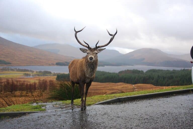 Randonnée Sassenach, Grand cerf sur les routes écossaises