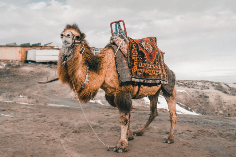 Visite Turquie en chameau vers le massif du Taurus