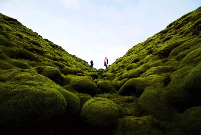 Tour d'Islande en randonnée au Champ de mousse