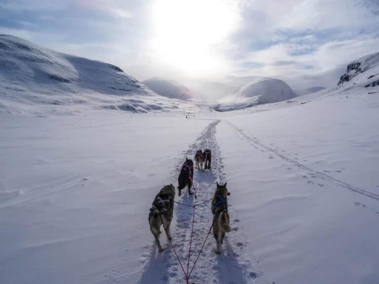 Randonnée Suède : Chien de traîneau en Laponie