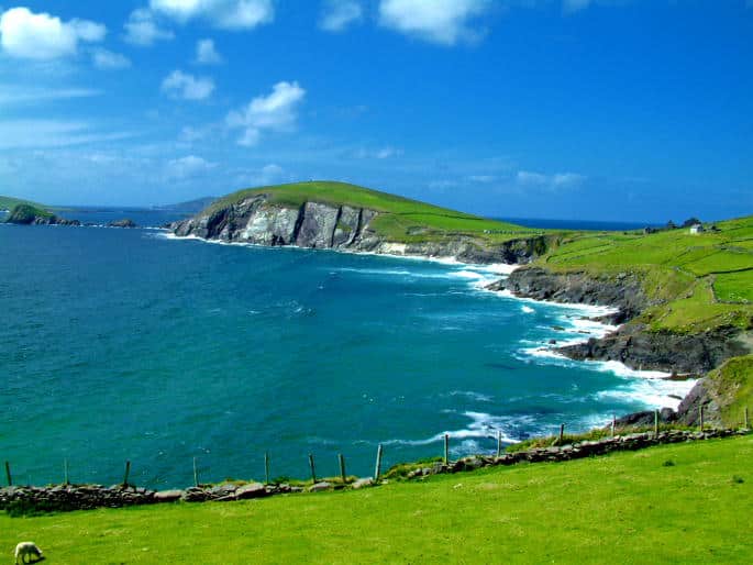 Randonnée à Cork : Mouton sur un chemin de randonnée au cote de mer