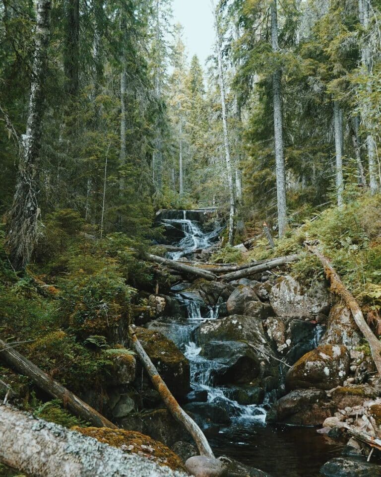 Randonnées Suède : Cours d'eau dans une forêt suédoise aux rivières Laponie