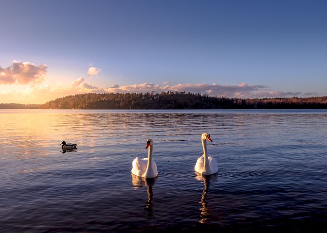 Weekend Stockholm : Lac des cygnes Stockholm