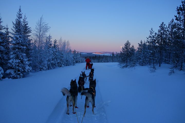 Des chiens de traîneau en randonnée sur la neige de Laponie en Suède