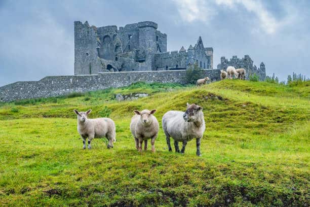 Weekend : Moutons dans la plaine irlandaise proche des ruines du château