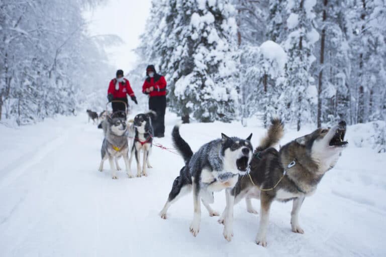 Chiens de traineau Finlande: Activité Chien de Traîneau et différentes autres activités