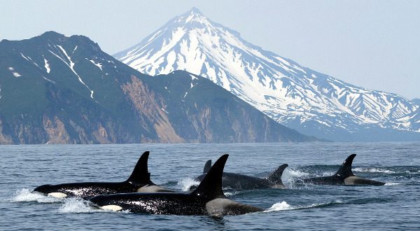 Rencontre des orques a la mer d'Albarquel derrière au paysage et d'une montagne