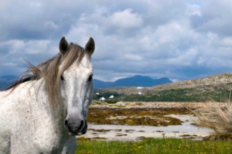 Randonnée Connemara : inoubliable découverte de la région à vélo