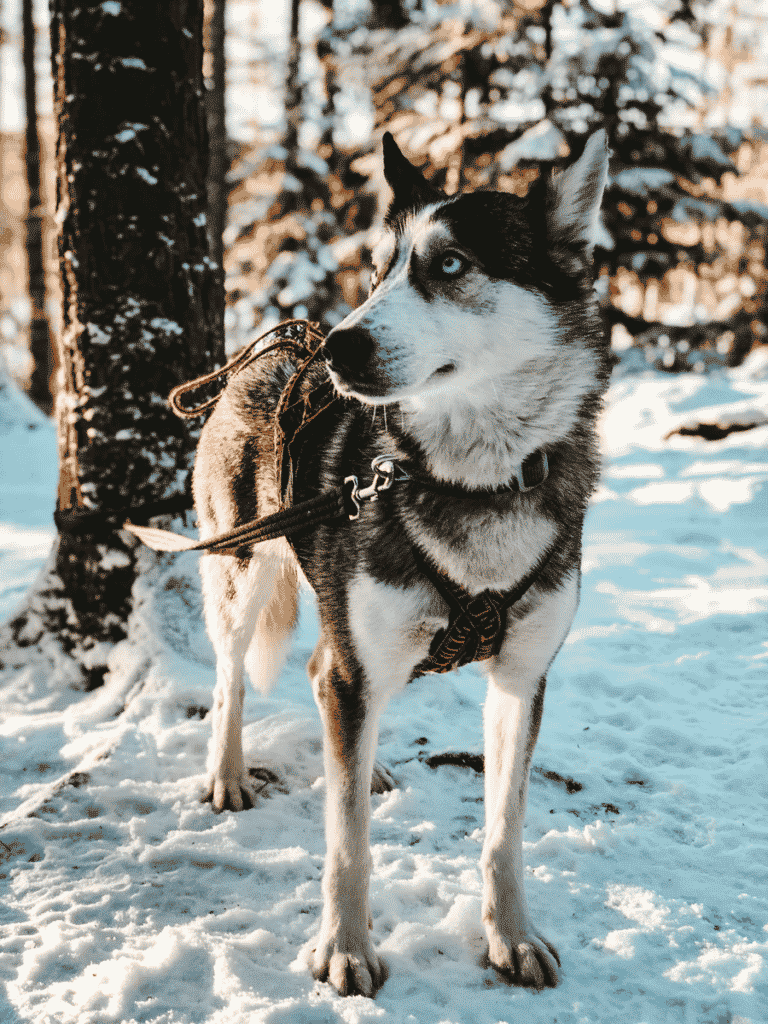 Trek Finlande : randonnée sur la neige avec des chiens traîneaux et vue sur le paysage.