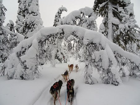 Circuit Laponie : randonnée sur la neige avec des chiens traîneaux Finlande et vue sur le paysage.