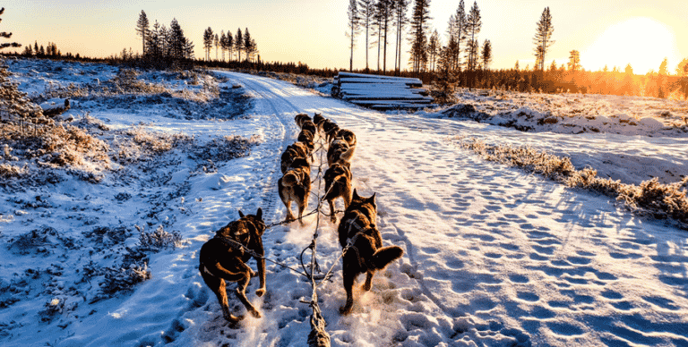 Chiens de traineau Hossa: Activité Chien de Traîneau et différentes autres activités