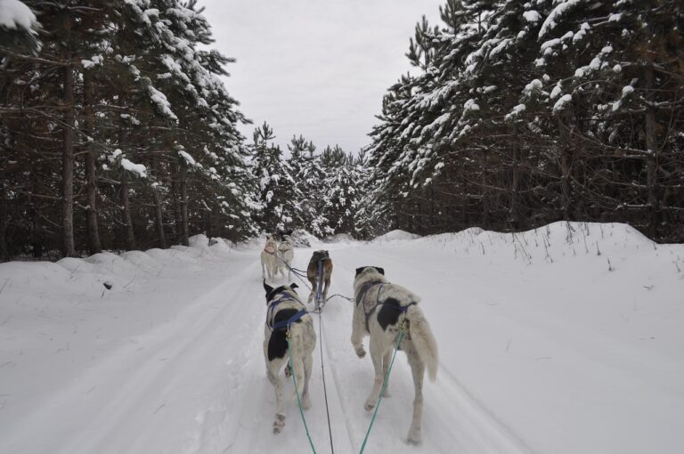 Raid au Canada en famille : chien de traineau dans une forêt enneigée Akaoka