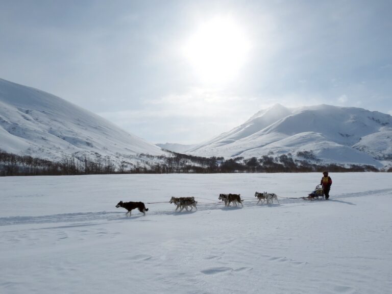 Voyage au Canada : chien de traineau au milieu des montagnes Akaoka