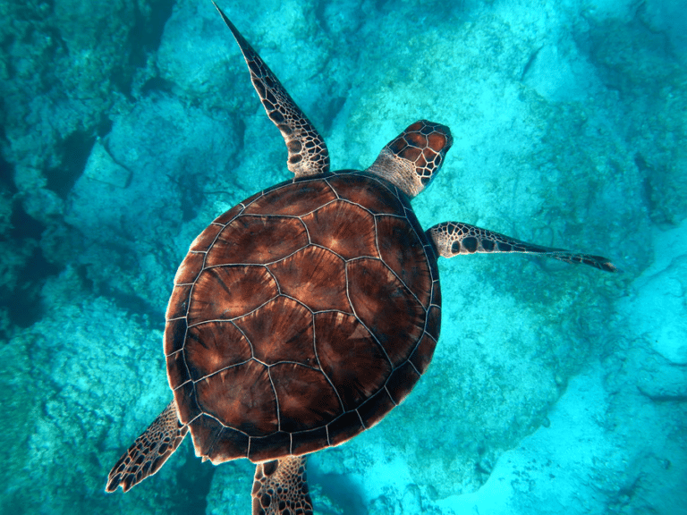 Croisière Turquie : tortue nage dans la mer en Turquie