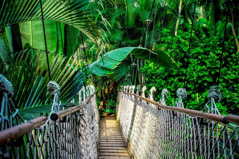 Aventure en Equateur : traversée d'un pont suspendu dans la forêt tropicale Akaoka