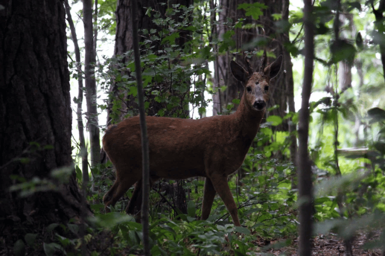 Faune sauvage: La vue sur le beau paysage de la nature et des animaux Sauvages en Finlande