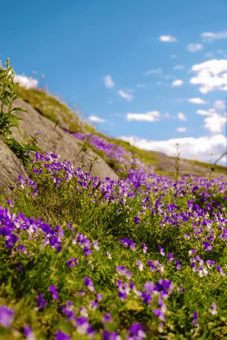 Finlande nature en vélo: La vue sur le beau paysage et des animaux Sauvages en Finlande