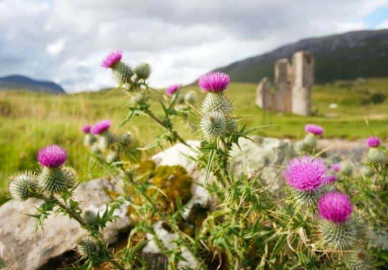 Randonnée, Le Chardon Fleur nationale d'Écosse