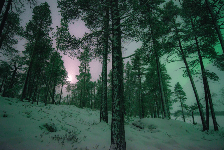 Randonnée Finlande : La vue sur la belle nature et le paysage de la majestueuse Grande forêt