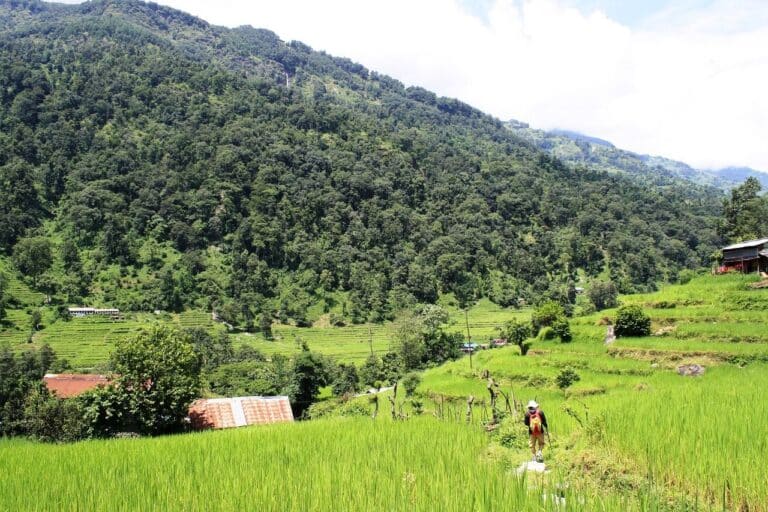 Randonnée au Népal dans les rizières entourées d'une forêt dans les montagnes Akaoka