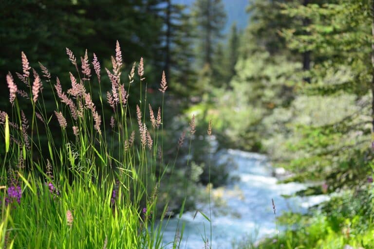 Balade au Canada en nature au bord d'une rivière et d'une forêt fleurie Akaoka