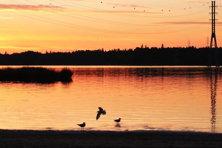 Activité Finlande : Vue sur un lac de Taïga et son paysage au lever de soleil