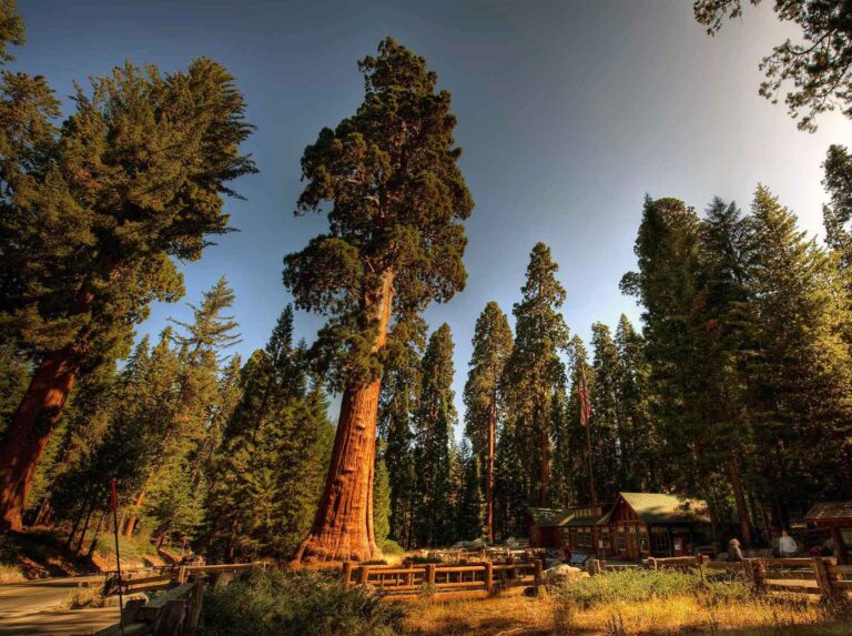 Randonnée aux Etats-Unis : grands sequoias dans le parc national Akaoka