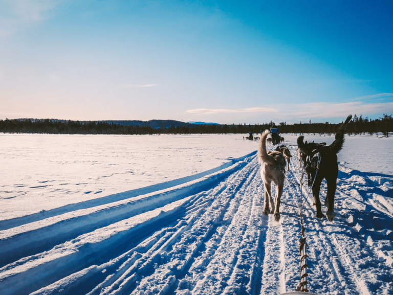 randonnée sur la neige avec des chiens traineaux Finlande et vue sur le paysage.