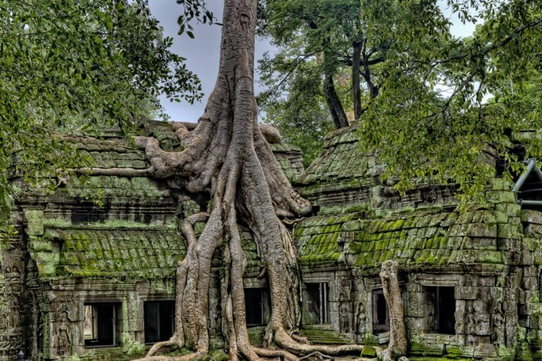 Voyage au Vietnam et Cambodge : visite des ruines du temple Angkot Wat pris par la végétation Akaoka