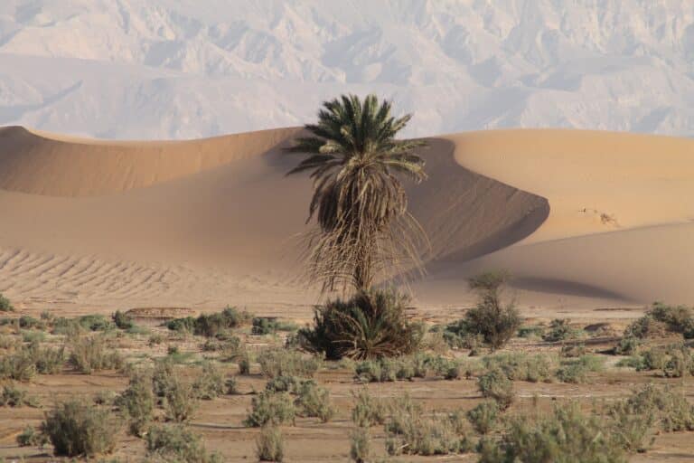 Voyage en Mauritanie : palmeraie dans le désert Akaoka