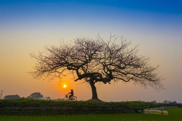 Voyage au Vietnam en vélo : coucher du soleil sur un arbre près d'un champ Akaoka