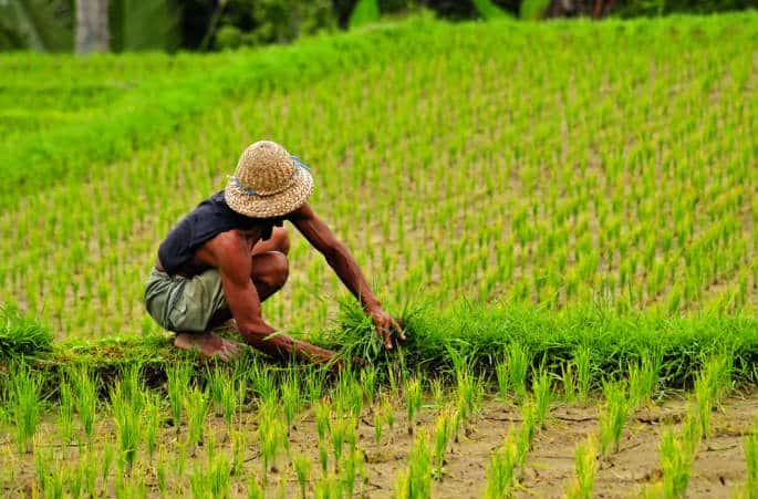 Voyage Indonésie sur l'île de Sulawesi : à la rencontre d'un agriculteur dans un champ Akaoka