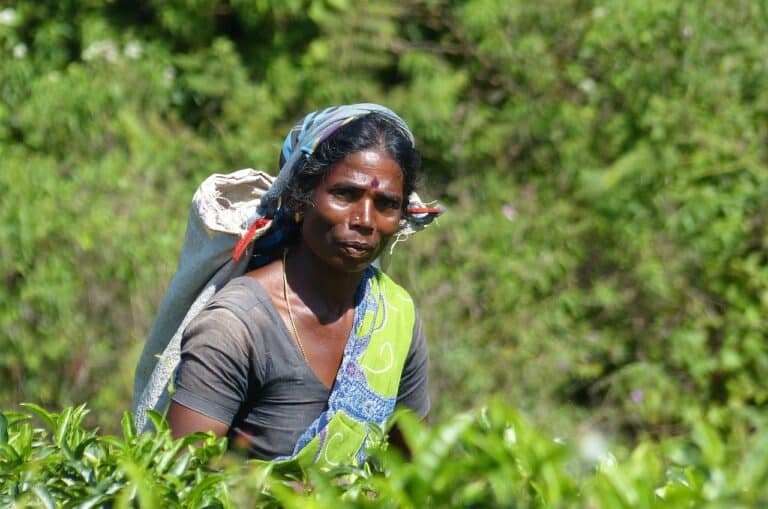 Séjour au Sri Lanka : une femme dans les plantations de thé Akaoka