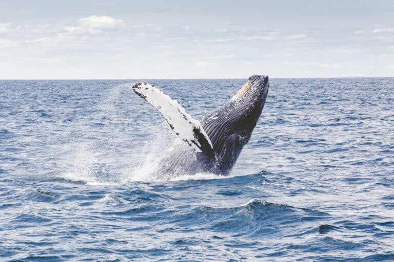 Voyage Açores observation de baleines Akaoka