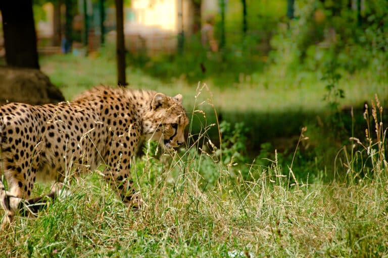 Safari au Kenya : un guépard dans la réserve nationale du Samburu Akaoka