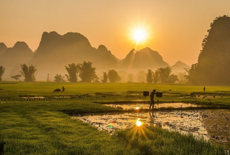 Voyage au Vietnam : découverte de l'agriculture dans les champs sous le soleil couchant Akaoka