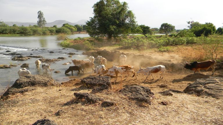 Randonnée en Ethiopie en pleine nature au bord d'un cours d'eau Akaoka