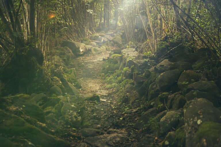 Randonnée au Cap Vert à Santo Antao en pleine forêt Akaoka