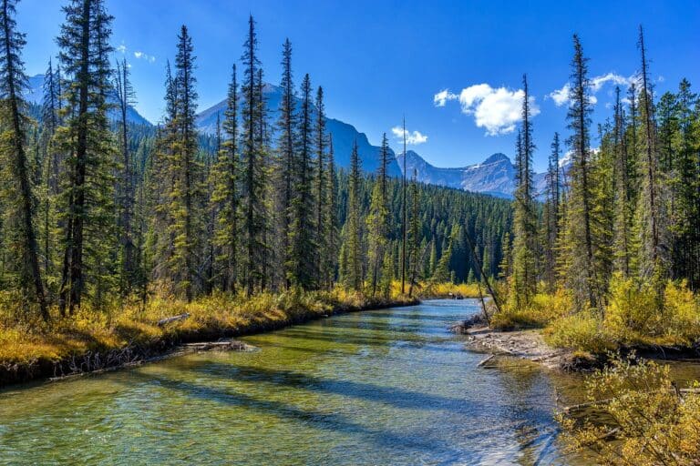 Randonnée au Canada au Parc National Jasper avec sa forêt et sa rivière Akaoka