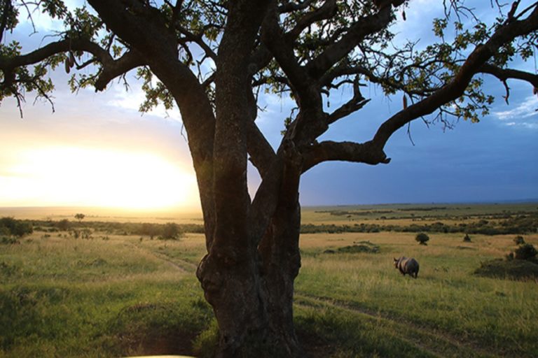 Randonnée au Kenya : vue sur le paysage et un rhinocéros Akaoka