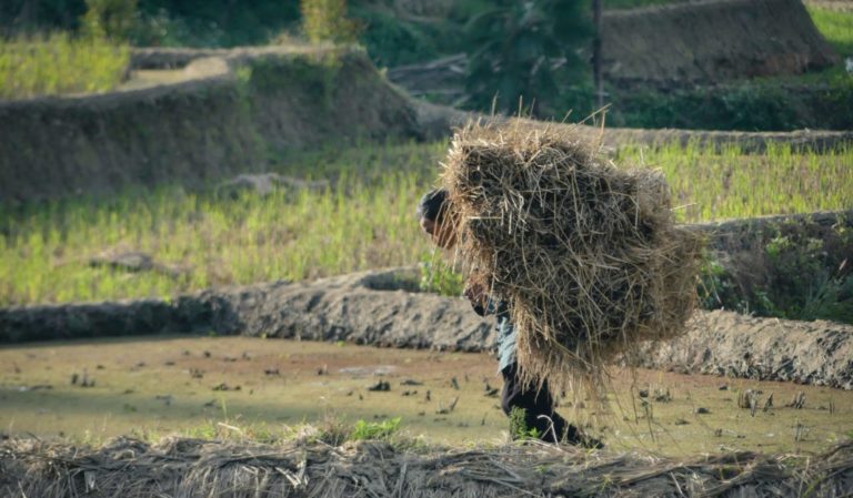 Voyage en Chine rizières en terrasse : un homme portant le riz sur le dos Akaoka