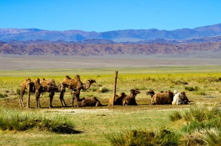 Trek en Mongolie à Altai avec des chameaux Akaoka