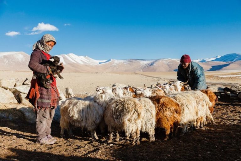 Trek au Népal au Kanchenjunga : un troupeau de chèvres Akaoka